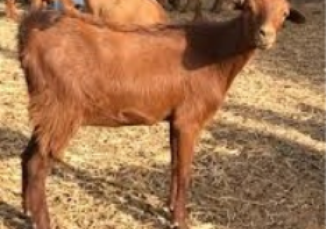 goatred