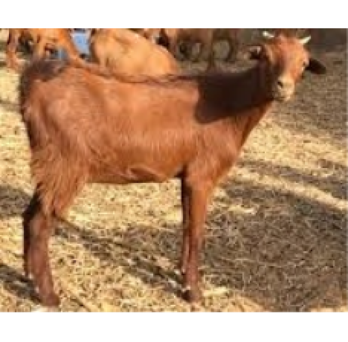 goatred