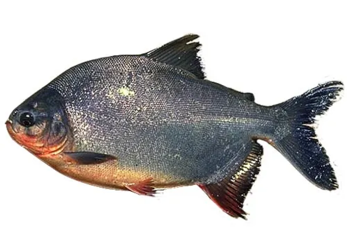 pacu_owere_fish