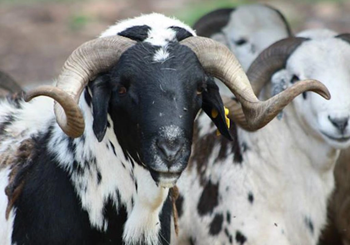 ram_meat
