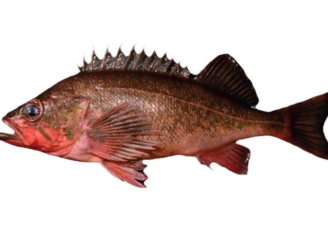 rock_fish