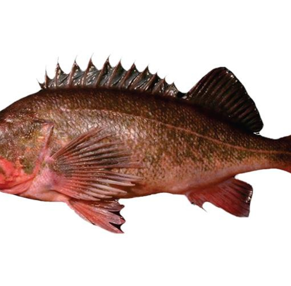rock_fish