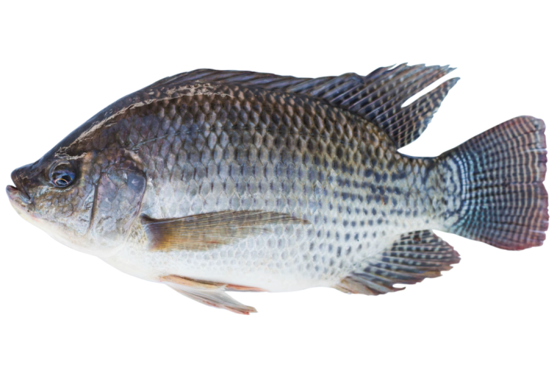 tilapia_fish