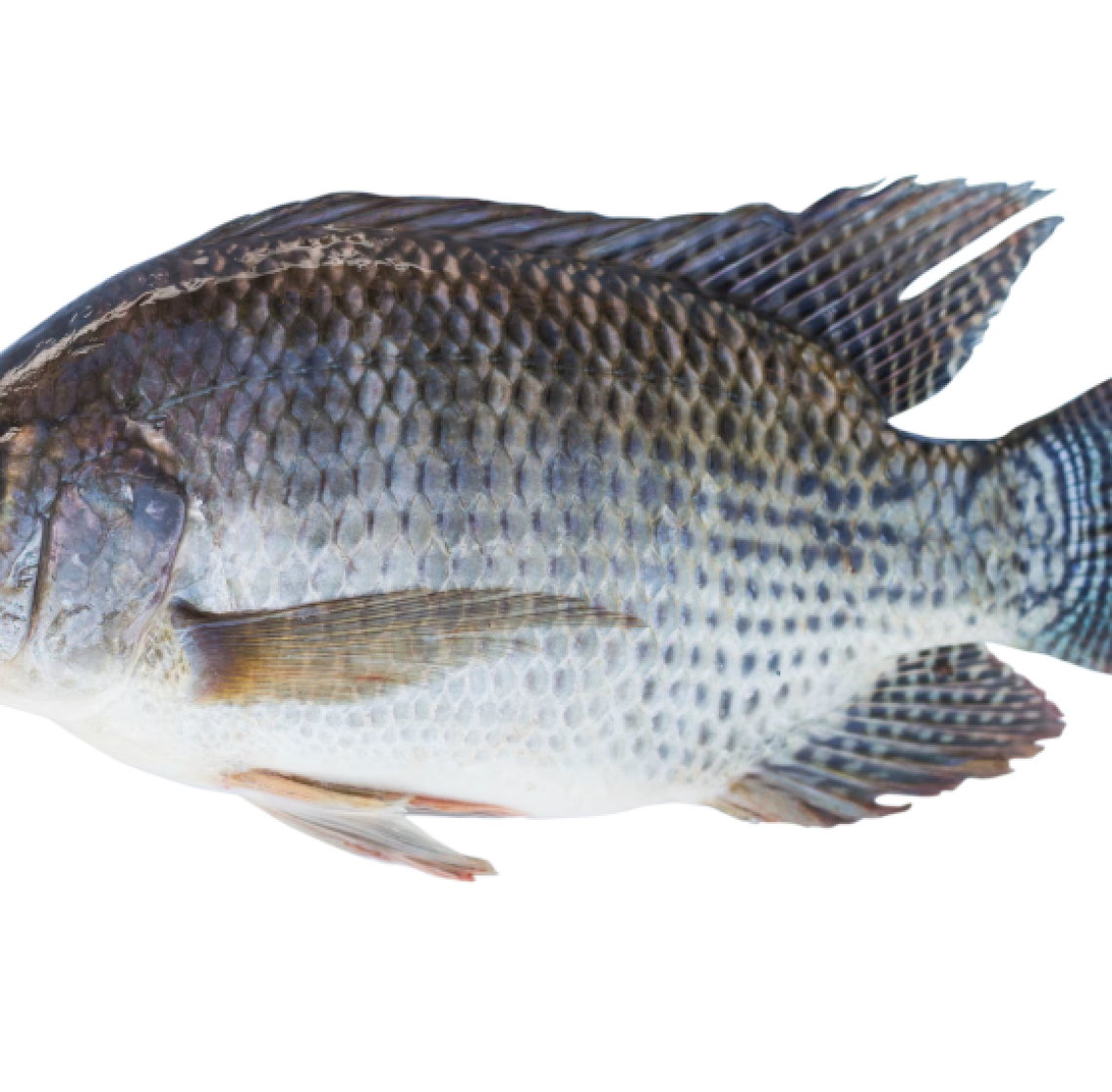 tilapia_fish