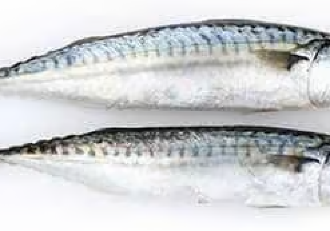 titus_fish