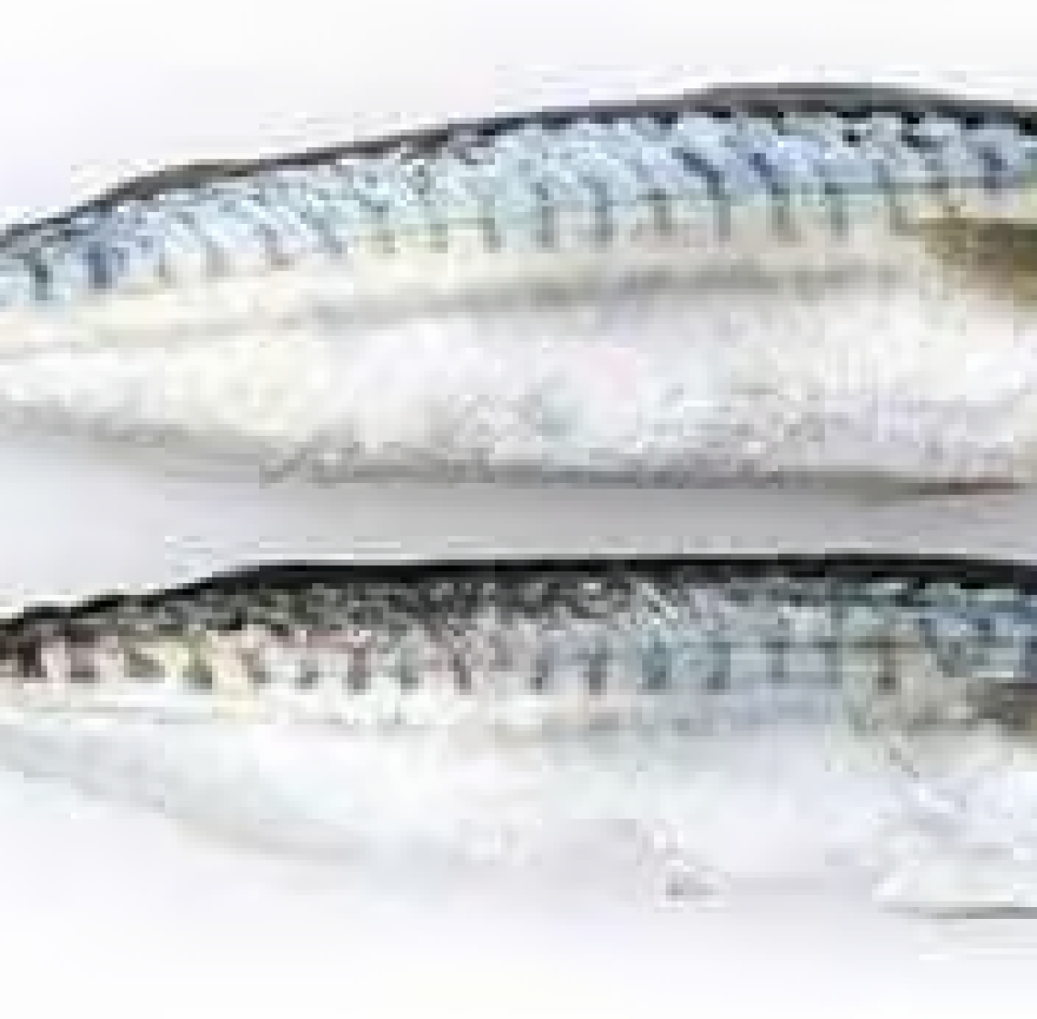 titus_fish